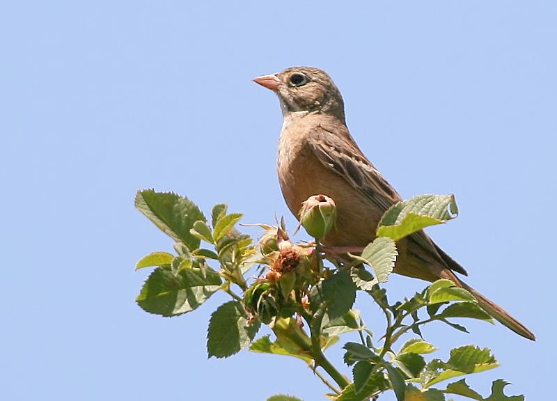 Kirazkuşu