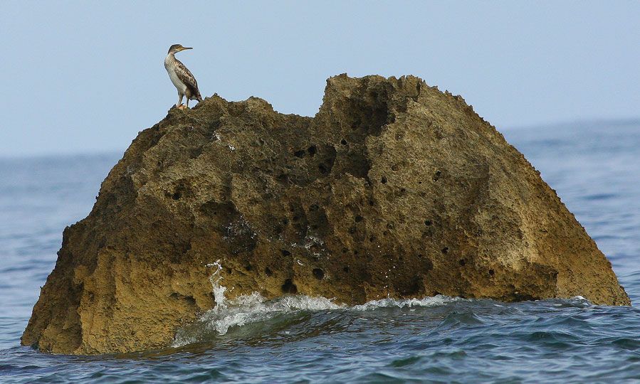 Tepeli karabatak