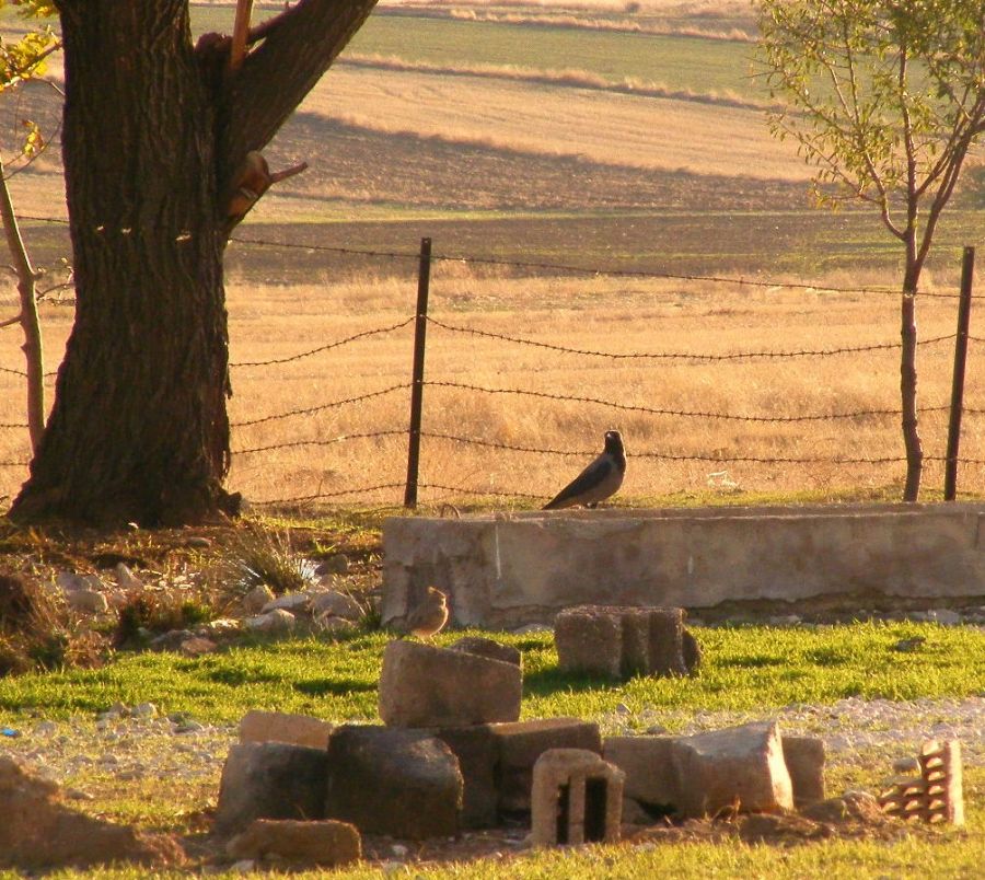 Leş kargası