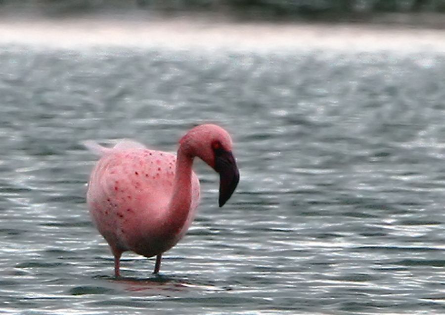 Küçük flamingo