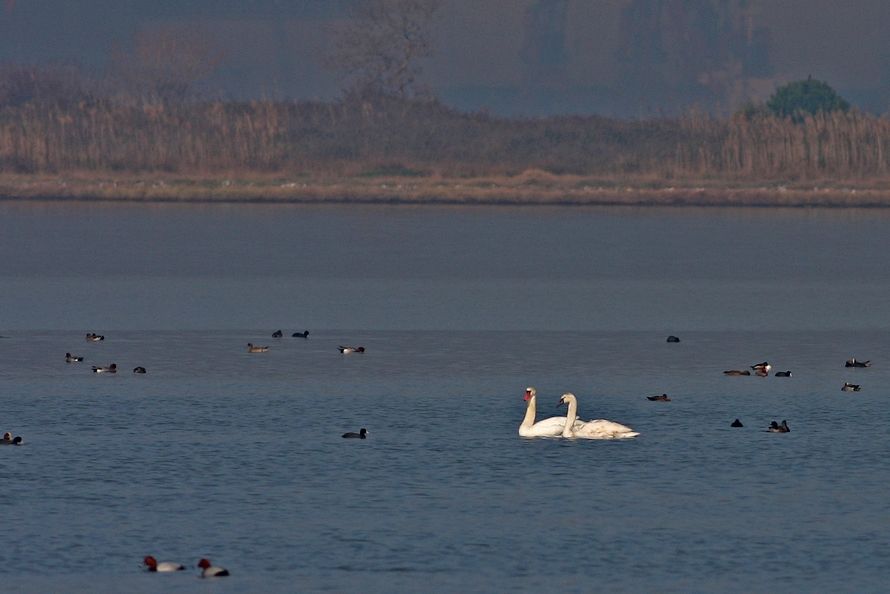 Kuğu