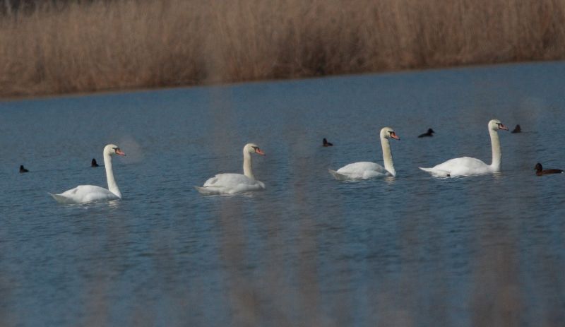 Kuğu