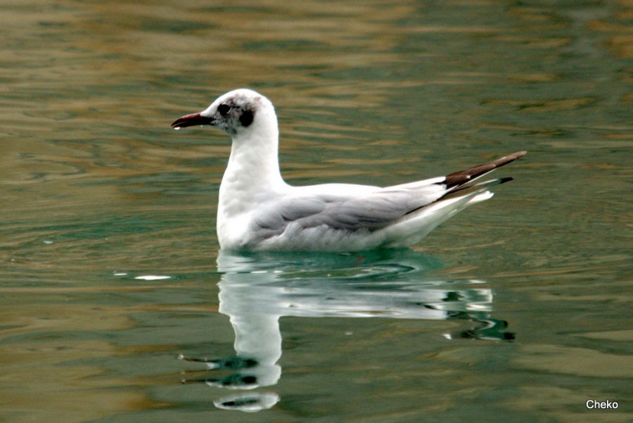 Karabaş martı