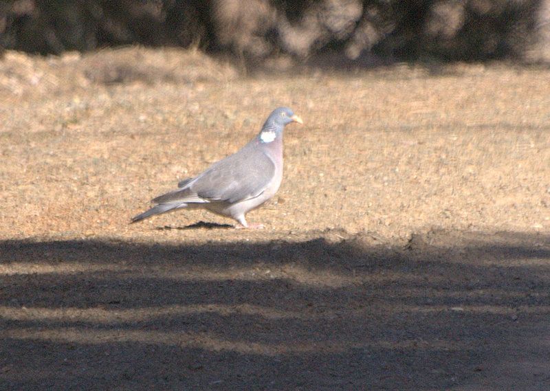 Tahtalı