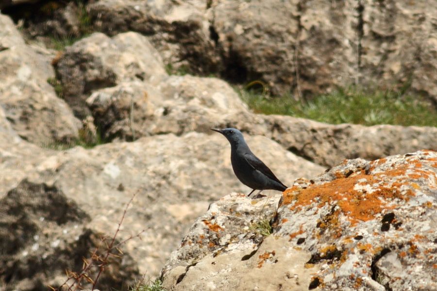 Gökardıç