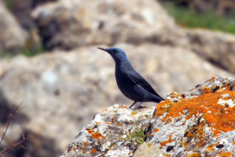 Gökardıç