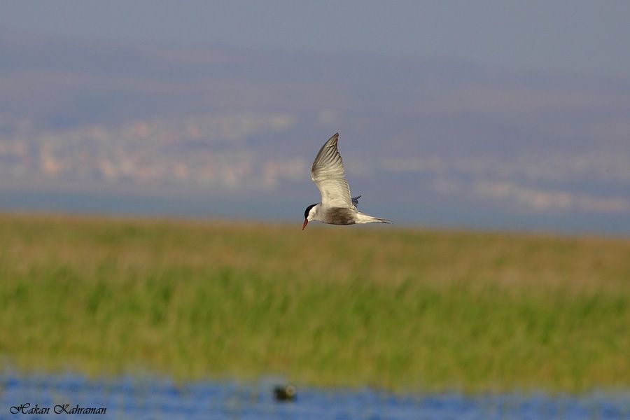 Bıyıklı sumru