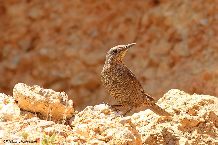 Gökardıç