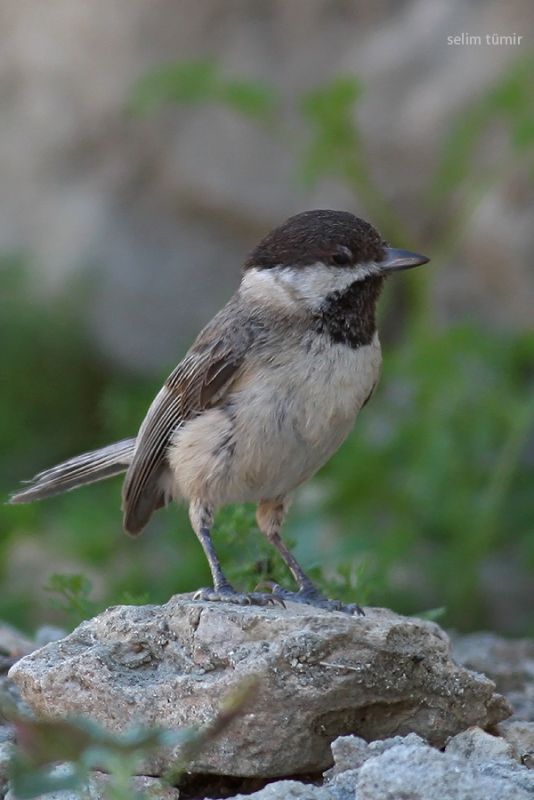 Akyanaklı baştankara