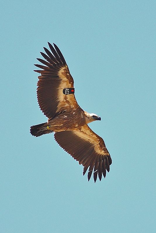 Kızıl akbaba