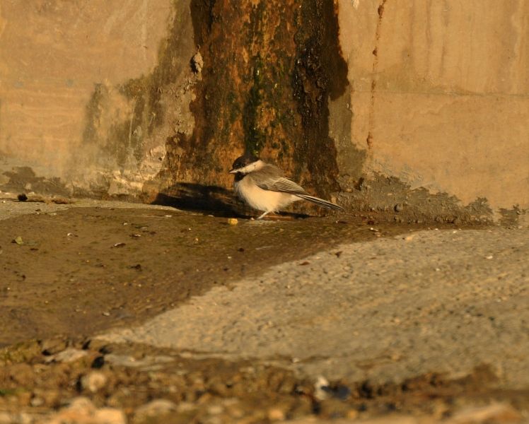 Akyanaklı baştankara