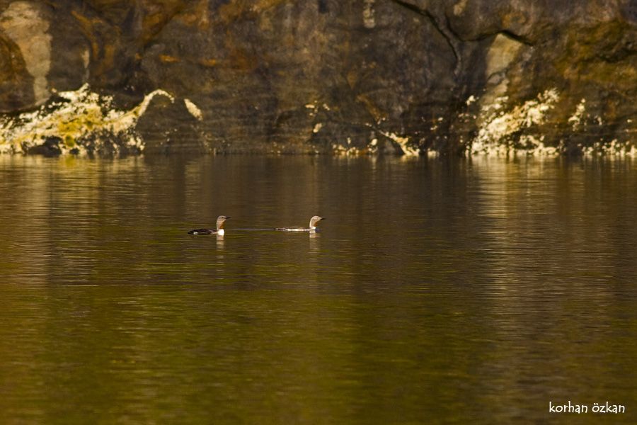 Kızılgerdanlı dalgıç