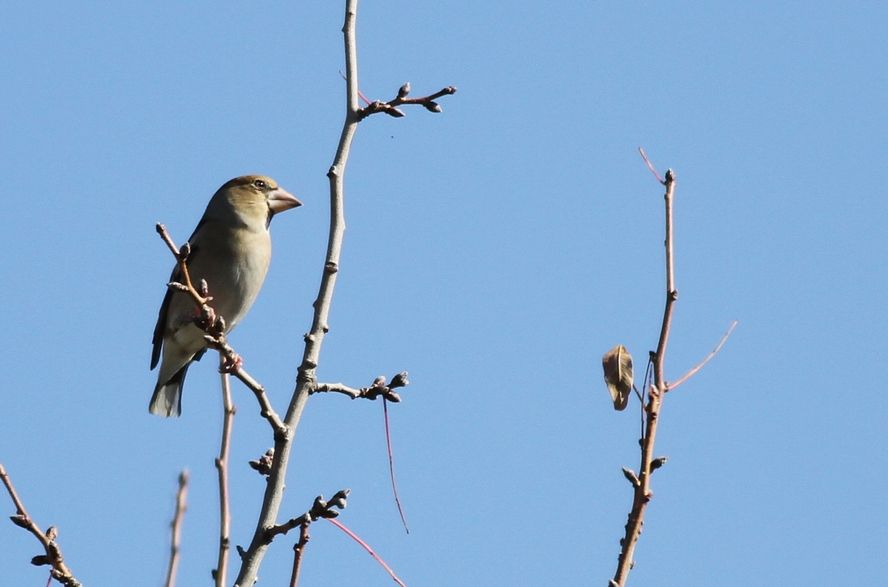 Kocabaş