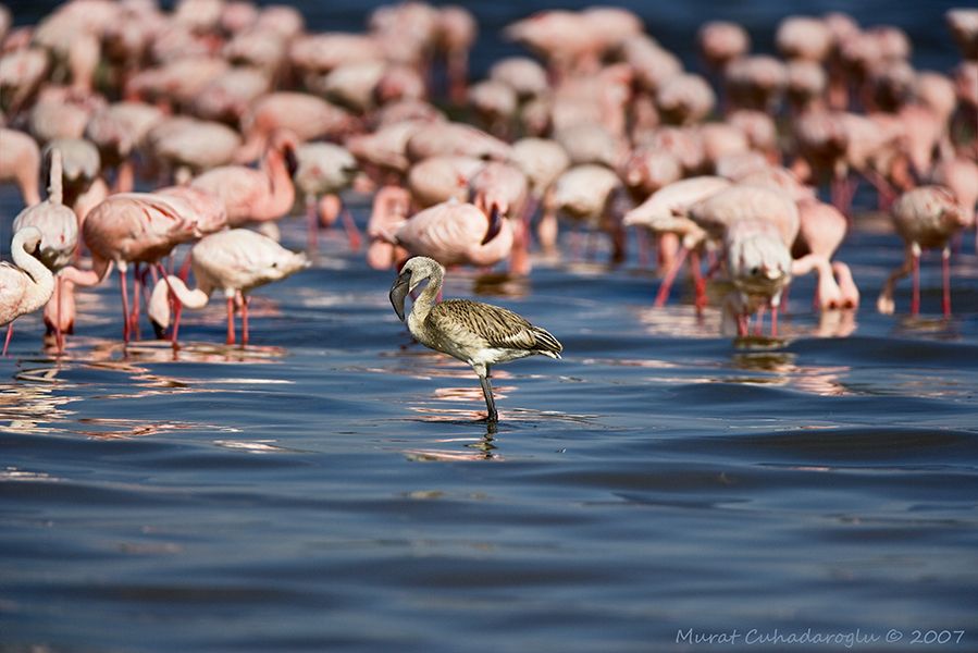 Küçük flamingo