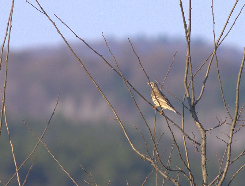 Ökse ardıcı