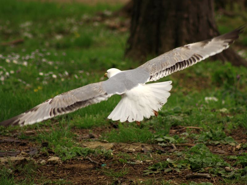 Gümüş martı