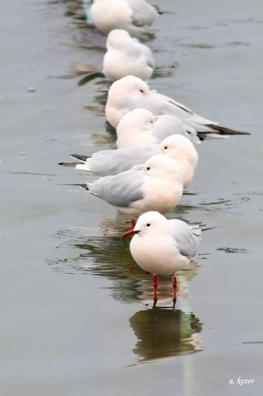 İncegagalı martı