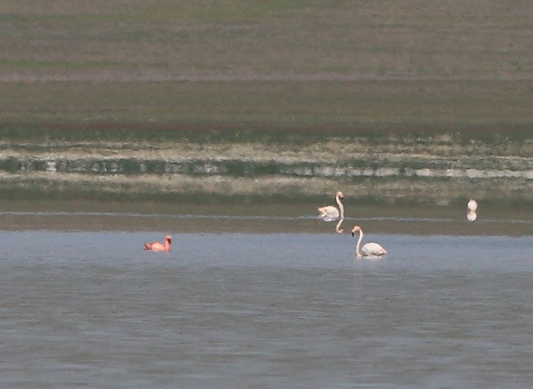 Küçük flamingo