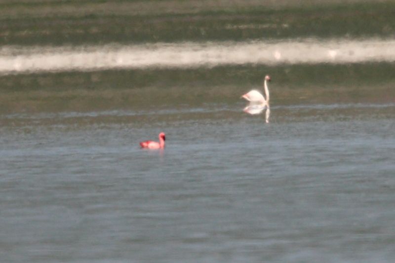 Küçük flamingo