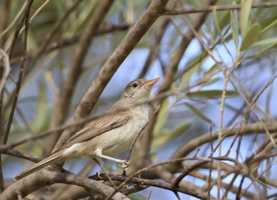 Zeytin mukallidi