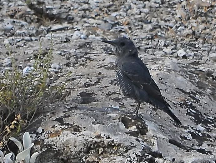 Gökardıç