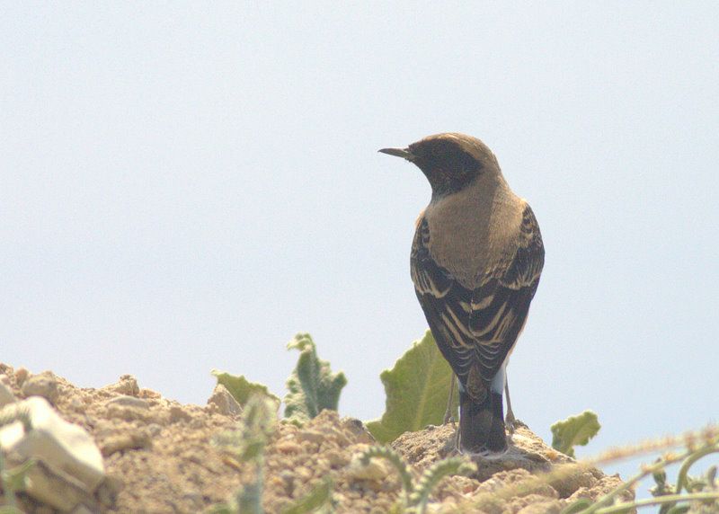 Karakulaklı kuyrukkakan