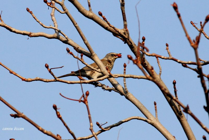 Tarla ardıcı