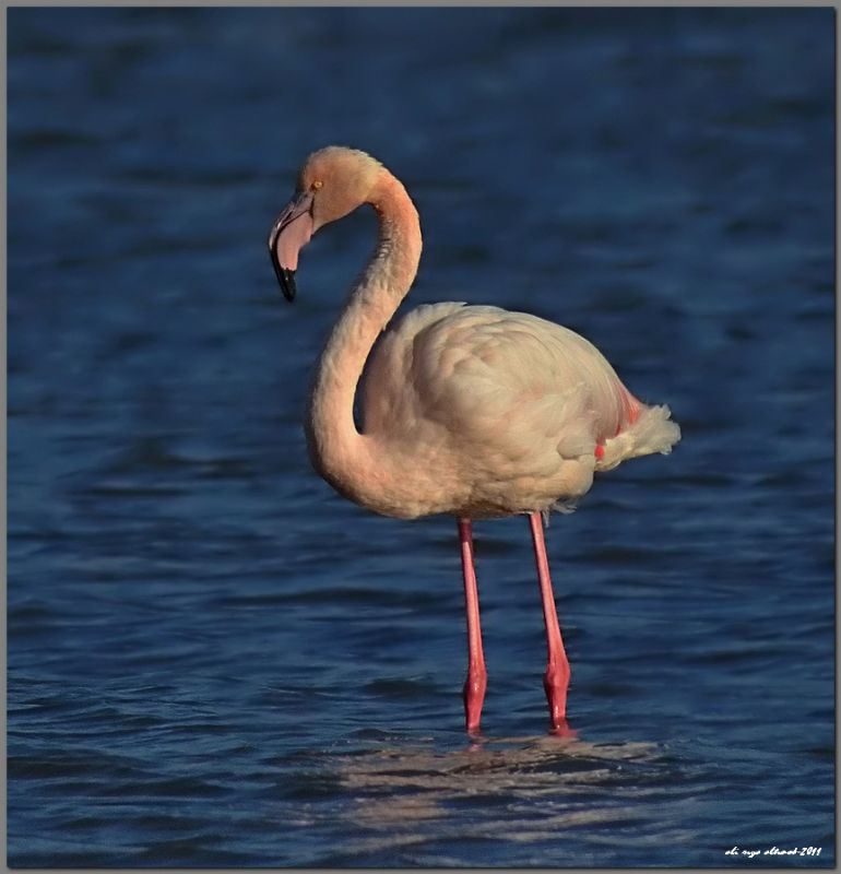 Flamingo