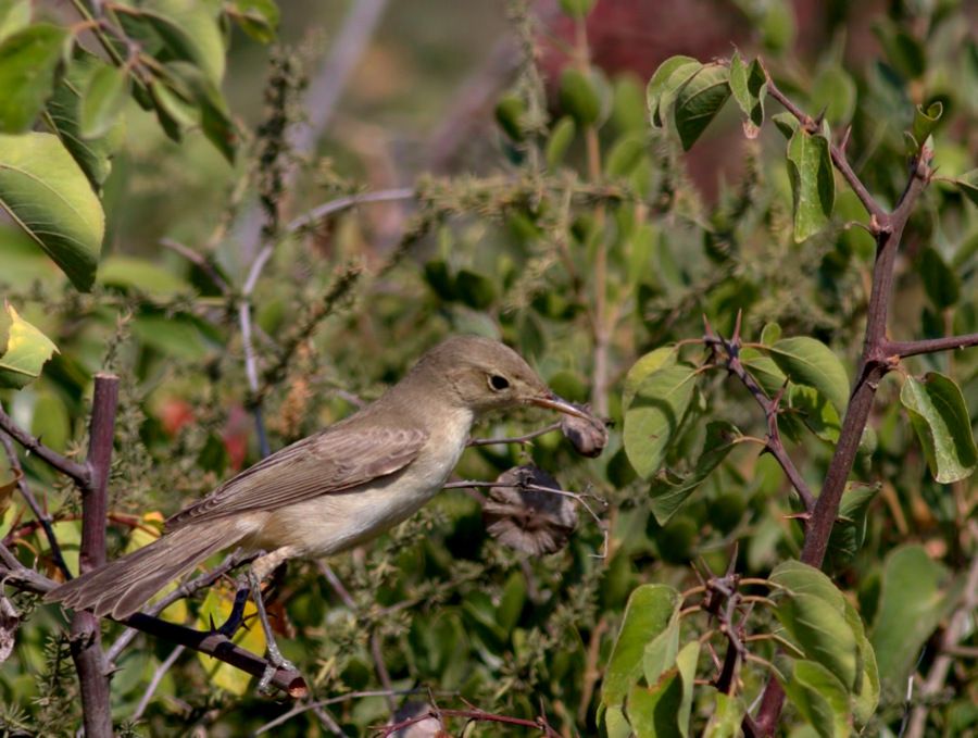 Zeytin mukallidi