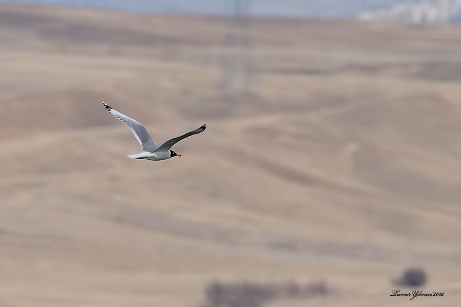 Büyük karabaş martı