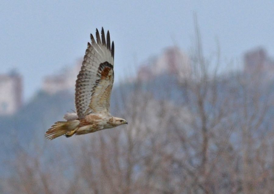 Kızıl şahin