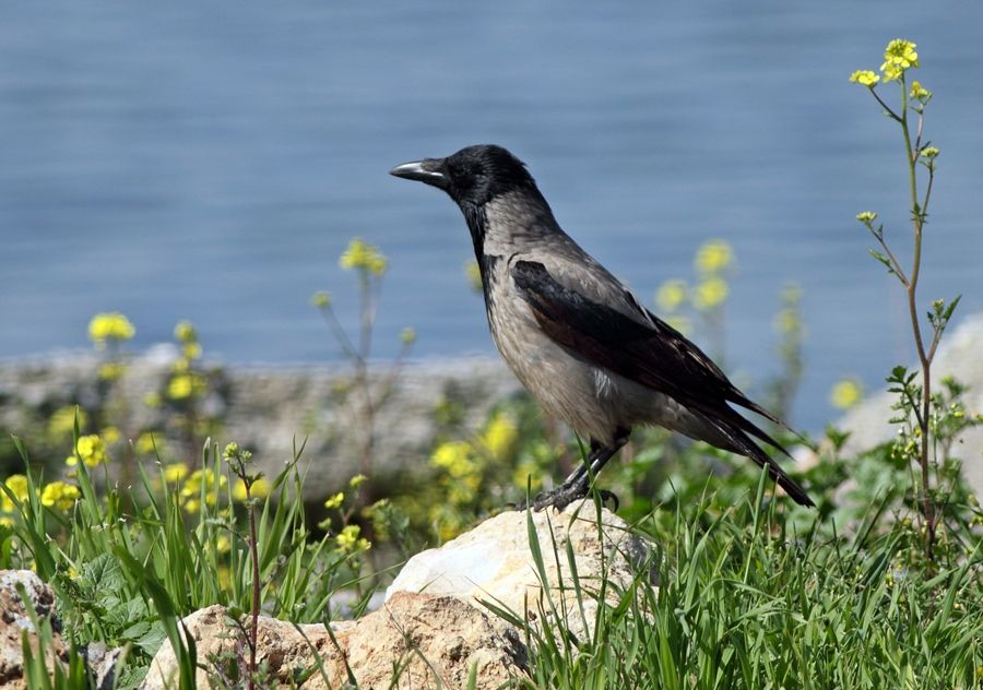 Leş kargası