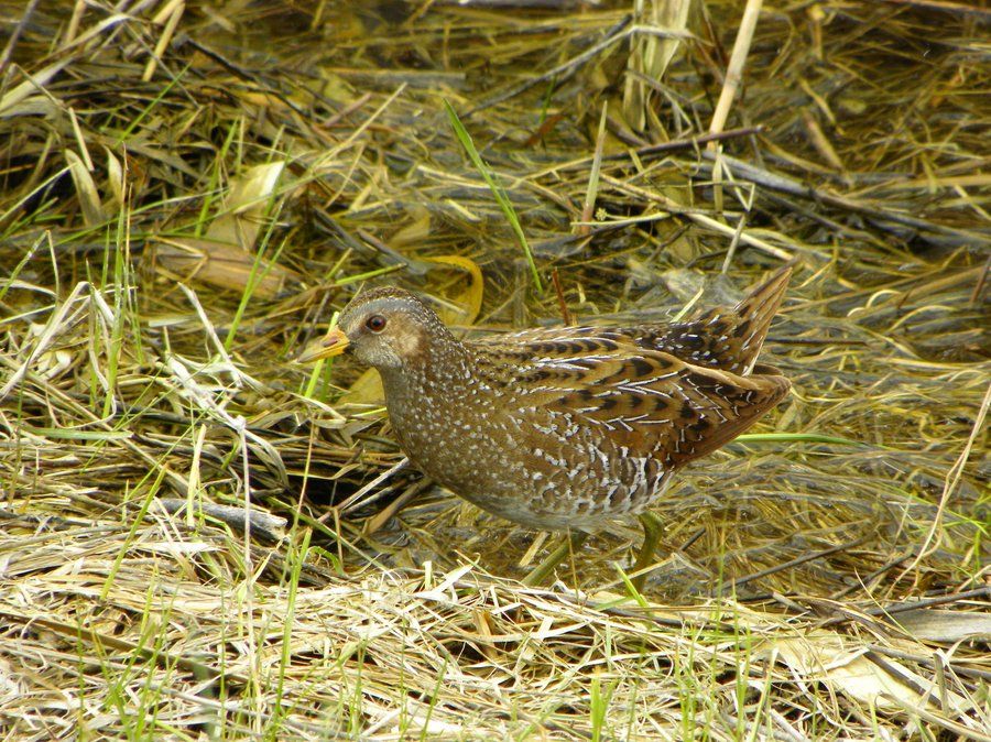 Benekli suyelvesi