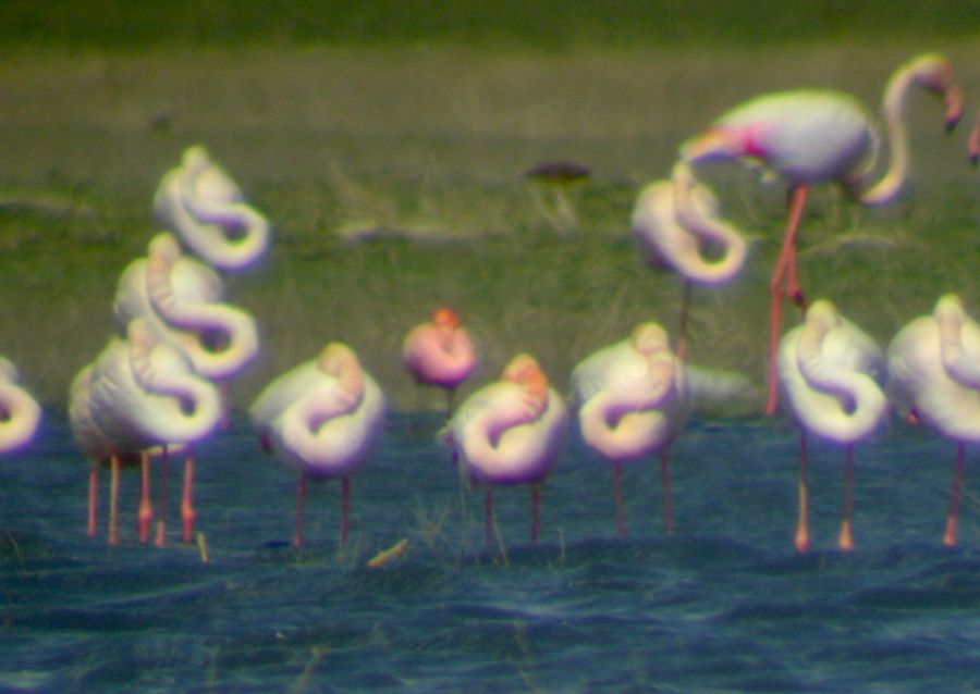 Küçük flamingo