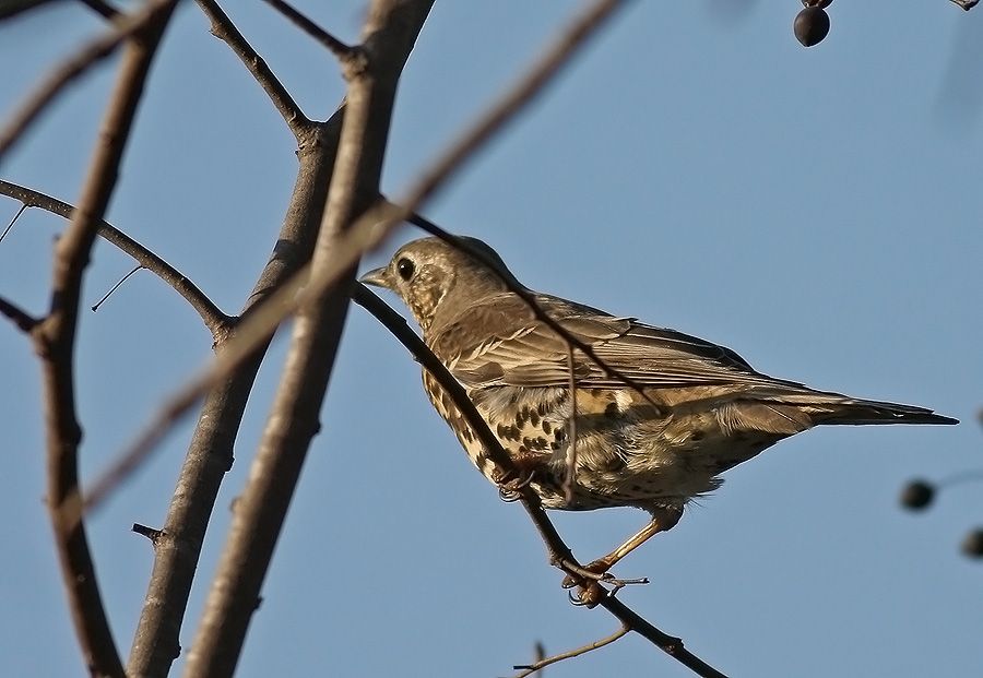 Ökse ardıcı