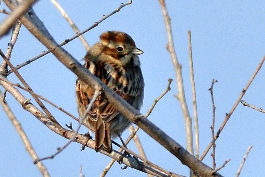 Bataklık Kirazkuşu