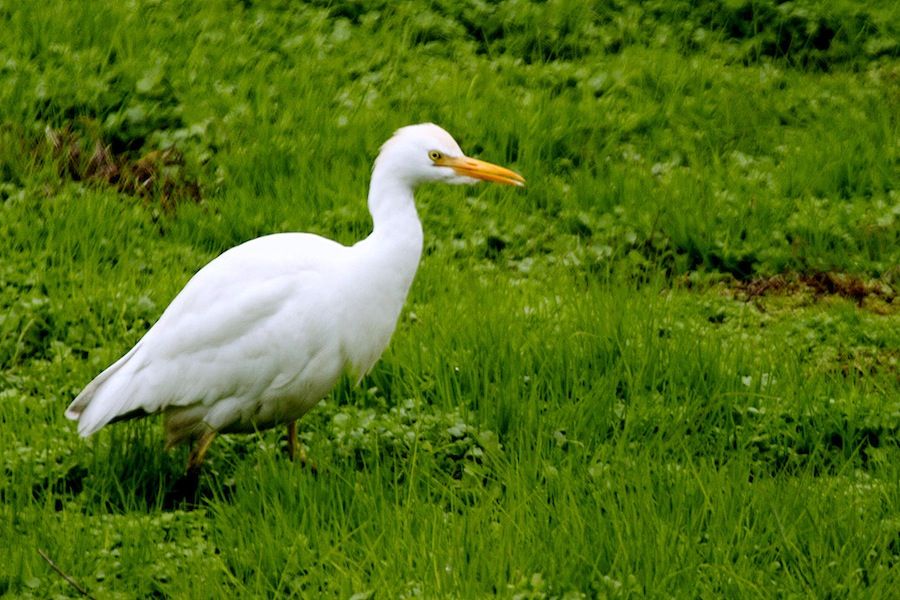 Sığır balıkçılı