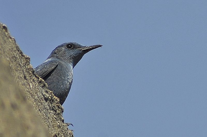 Gökardıç