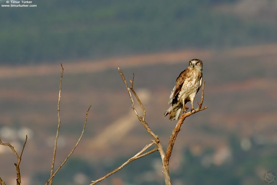 Yılan kartalı