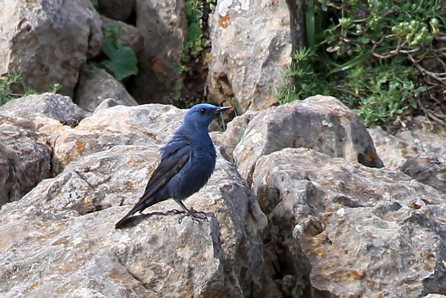 Gökardıç