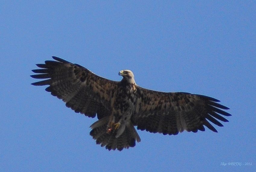 Şah kartal