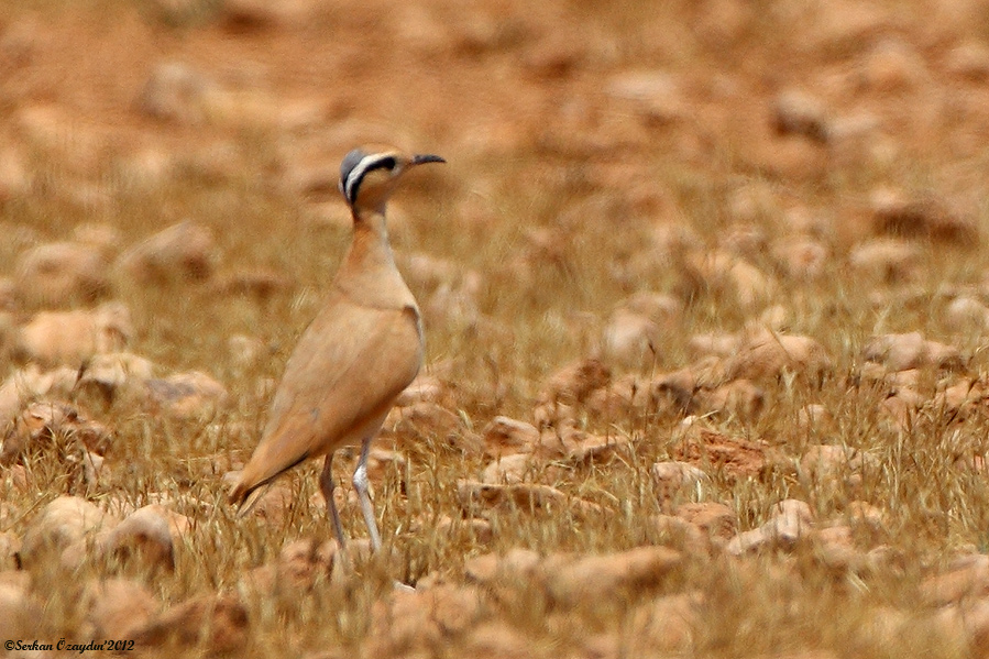 Çölkoşarı