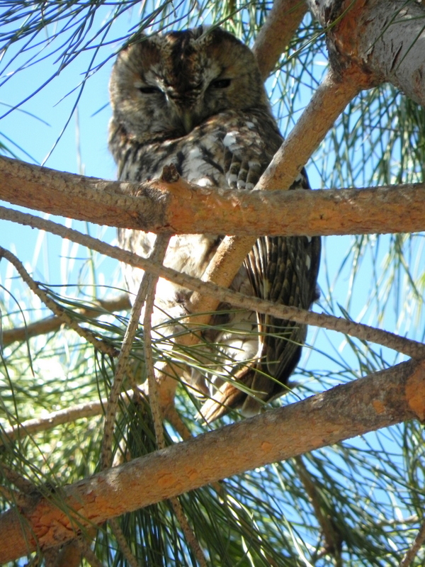 Alaca baykuş