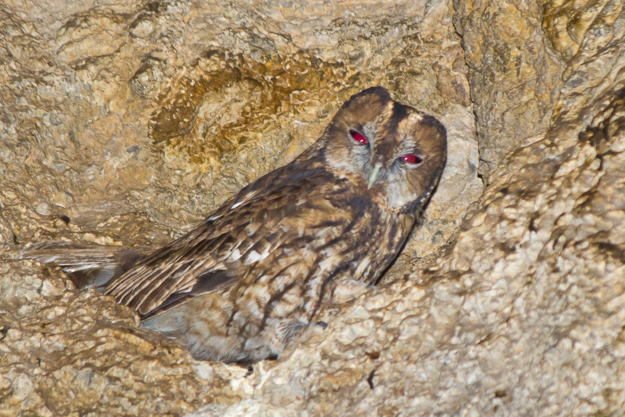 Alaca baykuş