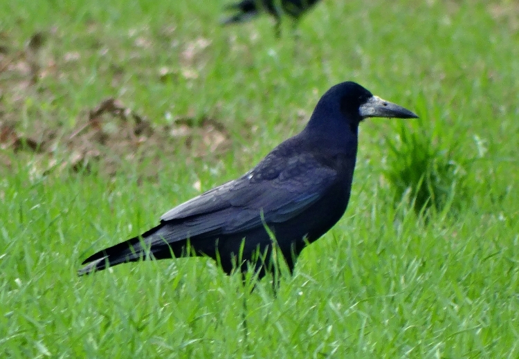 Ekin kargası