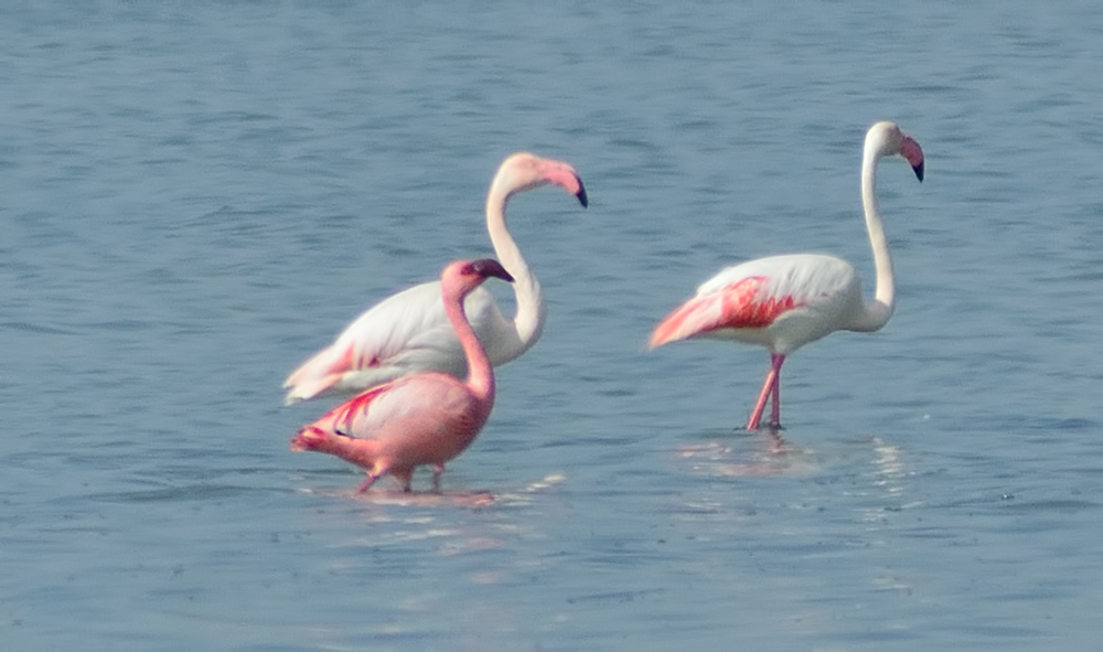 Küçük flamingo