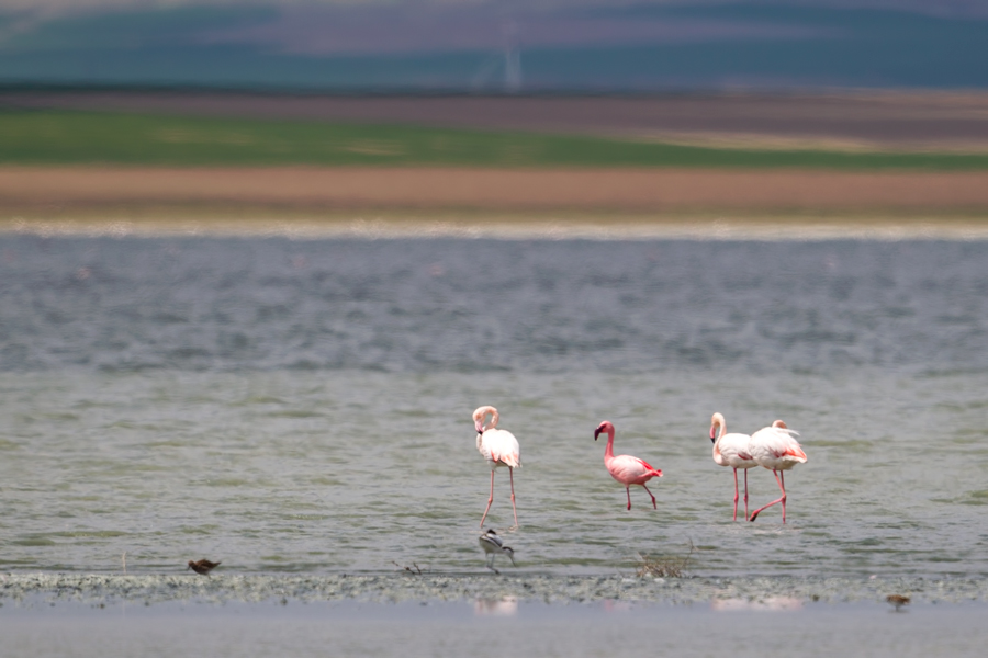 Küçük flamingo