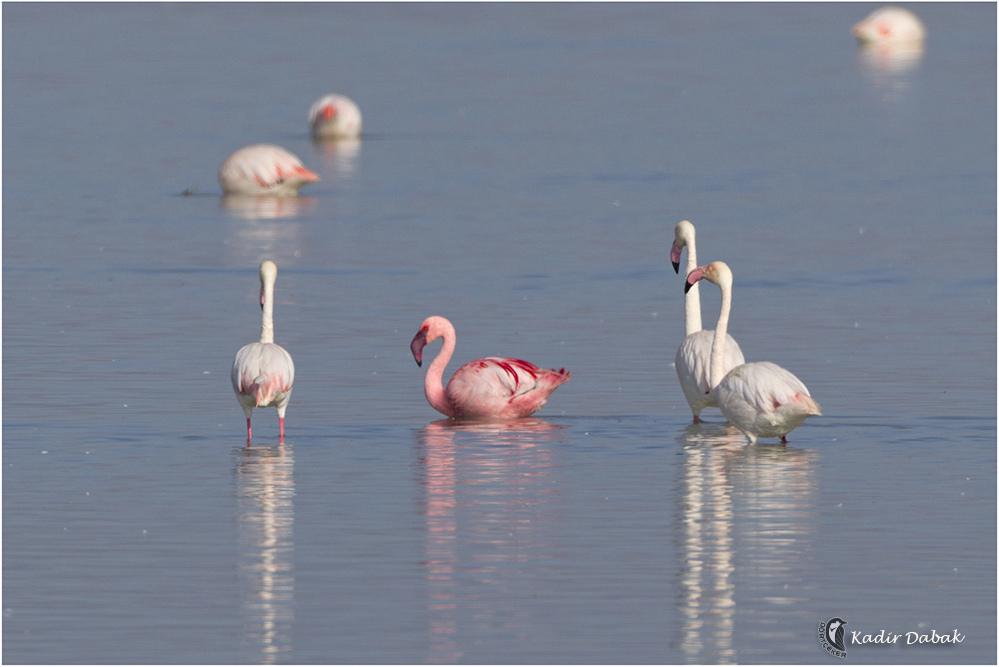 Küçük flamingo