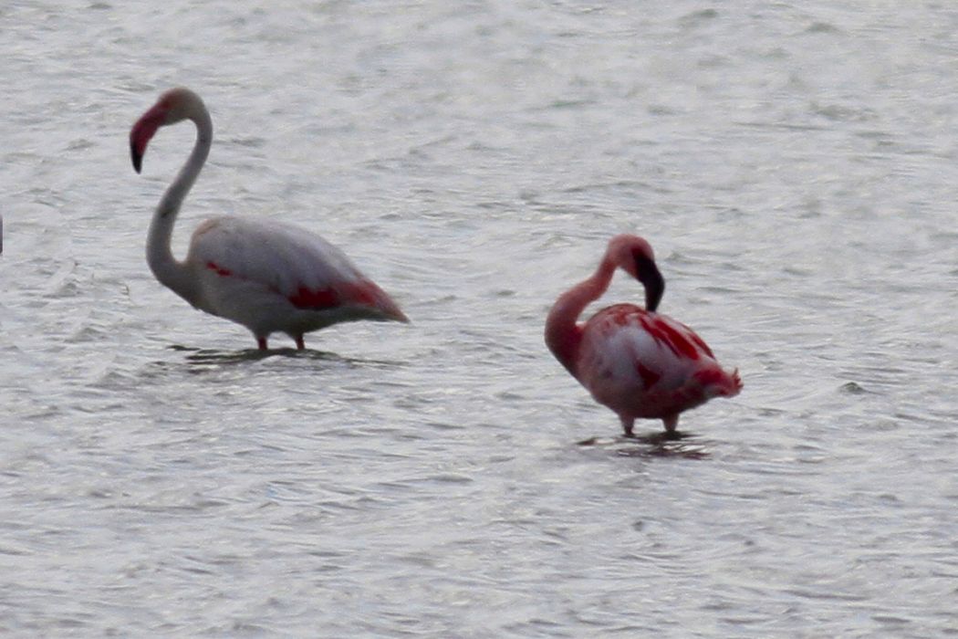 Küçük flamingo