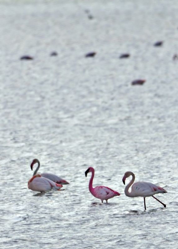 Küçük flamingo